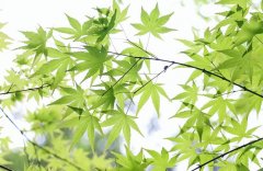 公益行动丨新斯文携手中国绿化基金会，植树节“益”起来！